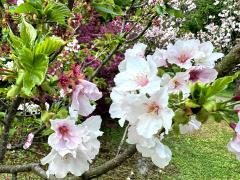 (Taiwan Cherry) blossoms (Taiwan Cherry) blossoms