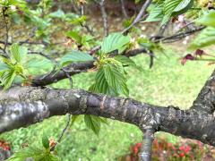 (Taiwan Cherry) branch (Taiwan Cherry) branch