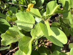 (Seaside Morning Glory) leaves (Seaside Morning Glory) leaves