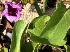 (Seaside Morning Glory) plant (Seaside Morning Glory) plant