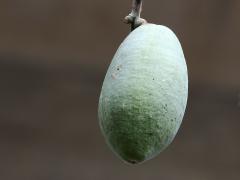 (Silk Floss Tree) fruit (Silk Floss Tree) fruit