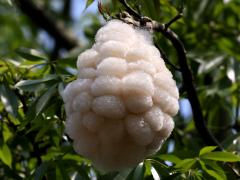 (Silk Floss Tree) kapok (Silk Floss Tree) kapok