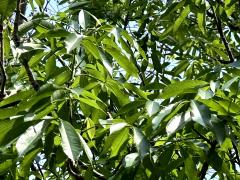 (Silk Floss Tree) leaves (Silk Floss Tree) leaves