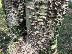 (Silk Floss Tree) trunk (Silk Floss Tree) trunk