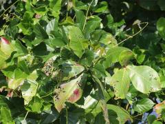 (Sea Almond) leaves (Sea Almond) leaves