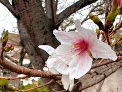 (Yamazakura Cherry) flowers (Yamazakura Cherry) flowers