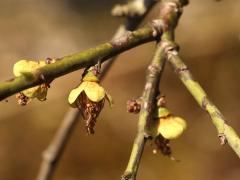 (Flowering Apricot) bud (Flowering Apricot) bud