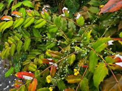 (Japanese Mahonia) branches (Japanese Mahonia) branches