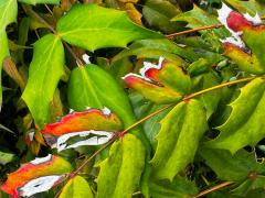(Japanese Mahonia) leaves (Japanese Mahonia) leaves