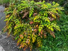 (Japanese Mahonia) shrub (Japanese Mahonia) shrub