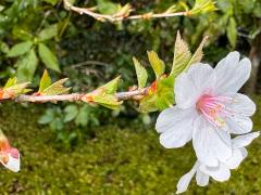 (Yamazakura Cherry) twig (Yamazakura Cherry) twig