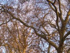 (London Plane) (London Plane)