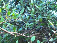(Myrtle) (Myrtle)