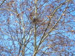 (Mistletoe) (Mistletoe)