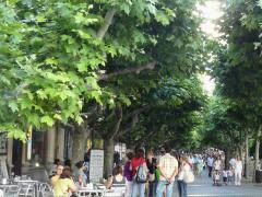 (Oriental Plane) (Oriental Plane)