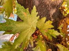 (Oriental Plane) leaf (Oriental Plane) leaf