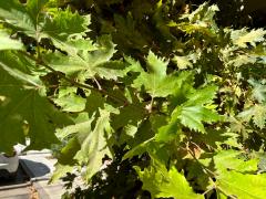 (Oriental Plane) leaves (Oriental Plane) leaves