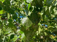 (Linden) leaves (Linden) leaves