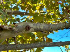 (Oriental Plane) bark (Oriental Plane) bark