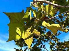 (Oriental Plane) fruit (Oriental Plane) fruit