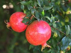 (Pomegranate) fruit (Pomegranate) fruit