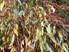 (River Redgum) leaves (River Redgum) leaves