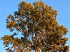 (River Redgum) tree (River Redgum) tree