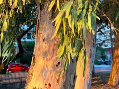 (River Redgum) trunk (River Redgum) trunk