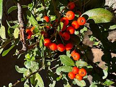 (Firethorn) fruit (Firethorn) fruit