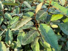 (Oleaster) leaves (Oleaster) leaves