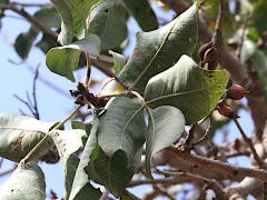 (Pistachio) fruit (Pistachio) fruit