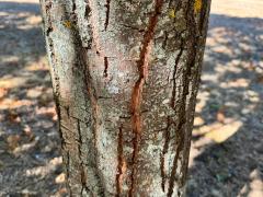 (Sessile Oak) trunk