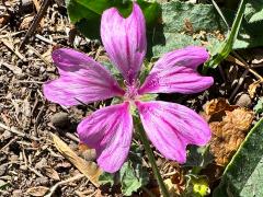 (Common Mallow) flower (Common Mallow) flower
