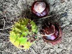 (Horse-Chestnut) fruit (Horse-Chestnut) fruit