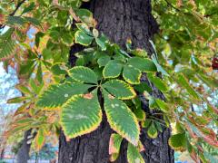(Horse-Chestnut) leaves (Horse-Chestnut) leaves