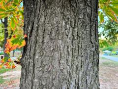 (Horse-Chestnut) trunk (Horse-Chestnut) trunk