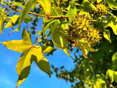 (American Sweetgum) fruit (American Sweetgum) fruit