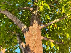 (American Sweetgum) trunk (American Sweetgum) trunk