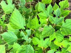 (Paper Mulberry) shrub (Paper Mulberry) shrub