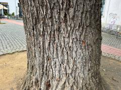 (English Oak) trunk