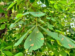 (Horse-Chestnut) leaves (Horse-Chestnut) leaves