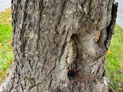 (Horse-Chestnut) trunk (Horse-Chestnut) trunk