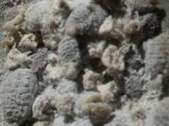 () (True Cochineal Bug) female on Prickly Pear Cactus