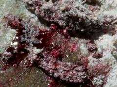 () (True Cochineal Bug) female Carminic acid on Prickly Pear Cactus