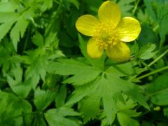 (Hispid Buttercup) (Hispid Buttercup)
