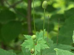 (Tall Anemone) fruit (Tall Anemone) fruit
