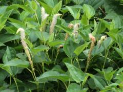 (Lizard's Tail) (Lizard's Tail)