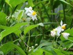 (Horse Nettle) (Horse Nettle)