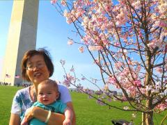 (Japanese Cherry) Sharon JJ (Japanese Cherry) Sharon JJ