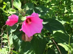 (Swamp Rose Mallow) cultivar (Swamp Rose Mallow) cultivar
